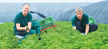 Frische Petersilie wird t�glich geerntet und f�r den Markt
verkaufsfertig aufbereitet.