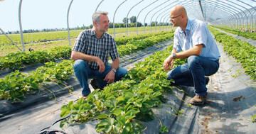 Peter Funck (links) und Gottfried Kgel
sind mit der ersten Saison unter den
neuen Tunnel zufrieden. Insgesamt 16
Ovalrohr-Tunnel hat Peter Funck in
Beindersheim auf einer Flche von
3 ha errichtet.