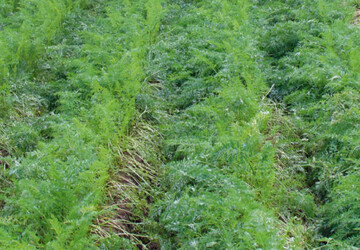 Beim Fungizid-Versuch in Mhren
wurden in der vorderen unbehandelten
Parzelle 19% Alternaria bonitiert;
Spritzfolgen (hinten) verringerten den
Befall auf 2%. In Krze wird die Genehmigung
von Rovral WG (Iprodion) fr
Mhren erwartet, das als Kombinationspartner
in Spritzfolgen zu einer
sehr ordentlichen Wirkung gegen die
ertragsrelevante Alternaria fhrte.