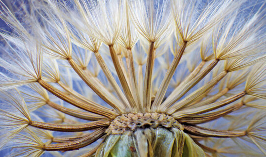 Reife Schwarzwurzel Samen im �Fruchtstand -K�rbchen�. 