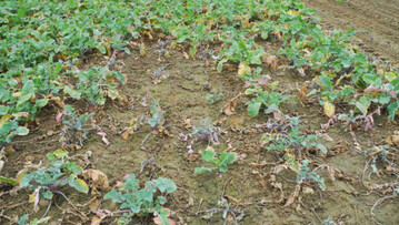 nesterweise sterben Steckrben in einem Bestand durch einen Befall mit Phytophthora ab. 