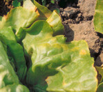 Ein beginnender Befall durch Bremia lactucae zeigt sich an diesen blattoberseitigen Symptomen.