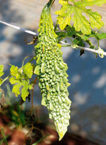 Die Bittergurke gilt in Asien, Afrika und Zentralamerika traditionell als Naturheilmittel gegen Diabetes und schützt auch davor, an Brustkrebs zu erkranken.