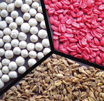 Möhren-Samen: normal, pilliert, rot inkrustiert