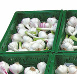 Frischer Knoblauch ohne Makel, ein Premiumprodukt auch in Deutschland!