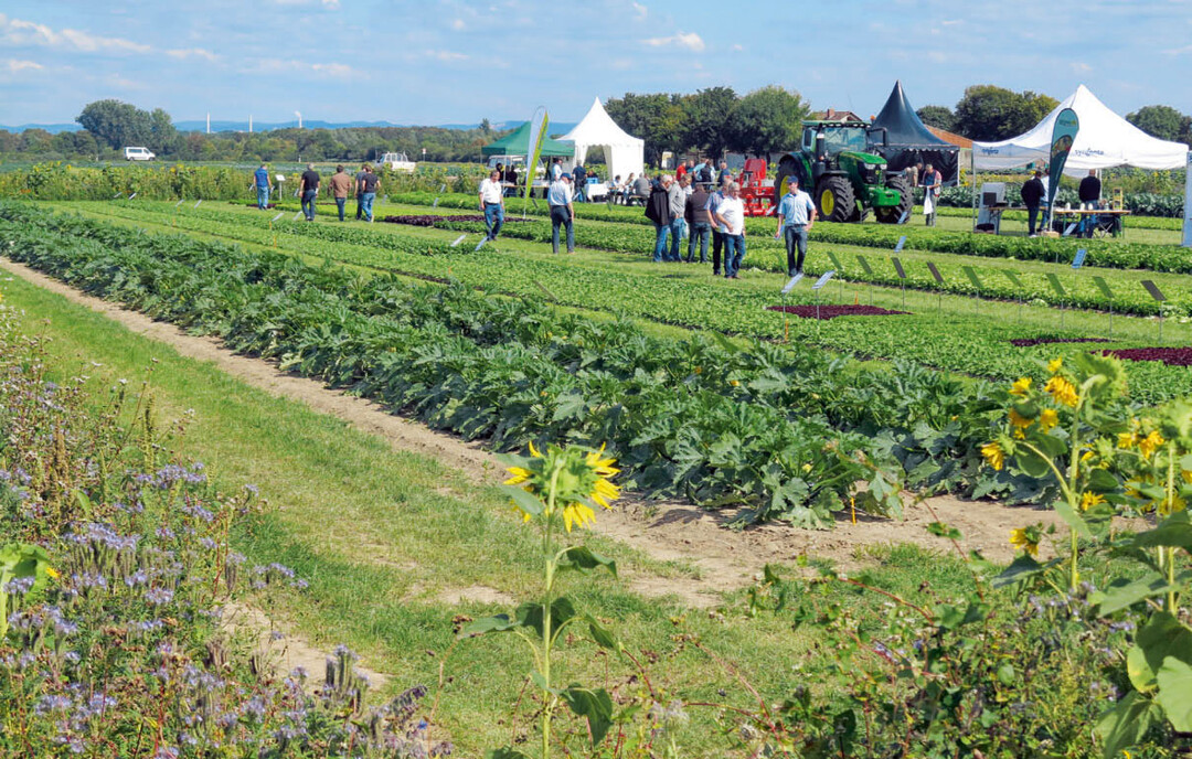 Syngenta beteiligte sich erstmalig mit Versuchsfeld am Pfälzer Gemüse-Feldtag.