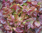 Roter Eichblattsalat ‘Macai’