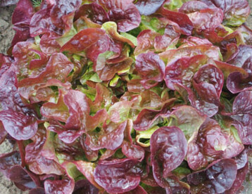 Roter Eichblattsalat Macai 