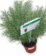 Queller ( Salicornia europaea) des israelischen Unternehmens Histhil