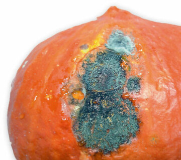 Olivgrauer, samtartiger Cladosporium-Sporenrasen auf der Faulstelle eines Hokkaido-Krbisses 