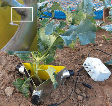 Das TraingelCameraSystem von der Hochschule Osnabrck und ein durch das System gespeichertes Foto mit der Kleinen Kohlfliege (im Bild markiert).