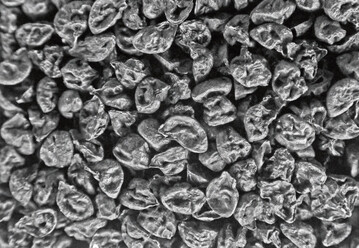 Porreesamen auf einer Flche von 15 x 20 mm 