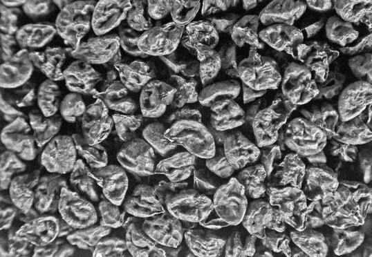 Porreesamen auf einer Flche von 15 x 20 mm 