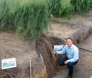Die Wurzelmasse ist die Batterie der Spargelpflanze. Wie gewaltig dieses unterirdische Geflecht ist, zeigte Limgroup anhand dieses Bodenprofils. 