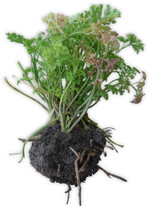 Nach dem Schnitt zeigten sich die Symptome einer infektion mit CtRLV