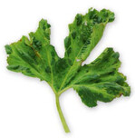 Dunkelgrüne bis hellgrüne, teilweise wie verätzt aussehende Scheckung an Blättern von Ölkürbis nach einer infektion mit dem Zucchinigelbmosaikvirus.