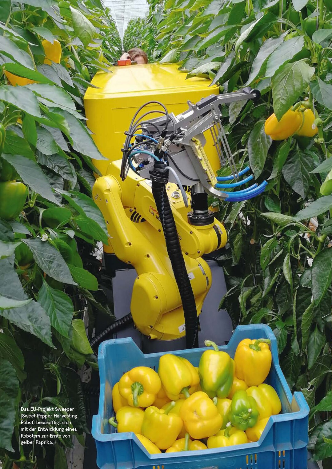 Das EU-Projekt Sweeper (Sweet Pepper Harvesting Robot) beschäftigt sich mit der Entwicklung eines Roboters zur Ernte von gelber Paprika.
