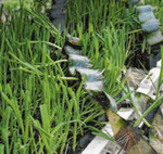 Die Pflanzen werden in Bändern angezogen, die zusammengefaltet in Trays stecken.