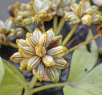 Liebstöckel-Samenbildung an einer Dolde.