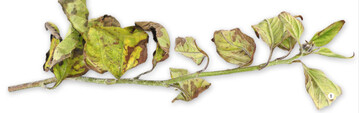 Welkende, mit Blatt-Vergilbungen und nekrosen absterbende Pflanze aufgrund eines Befalls mit Sclerotinia sclerotiorum an der Basis der Pflanze. 2 
