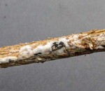 Weißer Myzelbelag mit schwarzen Sklerotien auf den hellbraun verfärbten Stängeln.