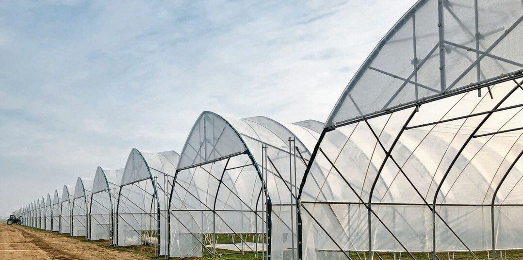 Der Folieneinsatz im Gemüse- und Beerenobstanbau schützt die Kulturen vor Witterungseinflüssen und sorgt für eine frühere Ernte.