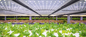 Salatproduktion in einer Vertical Farm in Taiwan. 