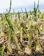Zwiebeln nach einem Hagelschaden.