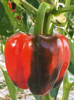 Ein Zusammenhang zwischen hohem Gemüseverzehr und niedrigerem Risiko, an Schlaganfall, Herzinfarkt oder Darmkrebs zu erkranken, lässt sich belegen.