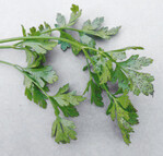 Dunkle, unregelmäßige Befallsstellen mit hellem Hof an einem grünen Blatt von Wurzelpetersilie.