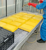 Kunststoffkisten aus der Gemüsejungpflanzenproduktion wurden mit verschiedenen Pflanzenschutzmitteln behandelt, um die Rückstände nach verschiedenen Reinigungsvarianten zu bestimmen.