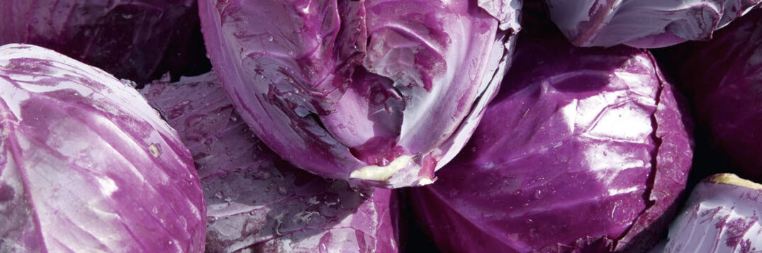 Rotkohl