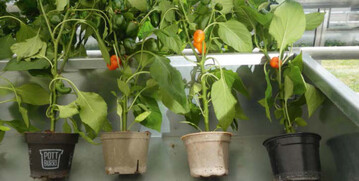 Nach 16 Wochen Kulturzeit zeigen auch die drei Tpfe, die im Test noch am besten abschnitten, schon leichte Zersetzungserscheinungen. Von links: Pottburri von Golden Compound, Bioform 
von Pulp-Tec Compund, Plenta (ehemals Hanfi) von Evolution und die Kontrolle, der Kunststofftopf Duo 5 von Soparco.