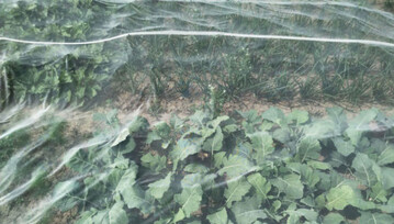 Anbauversuche verschiedener Gemsekulturen unter Insektenschutznetzen im Projekt OPTINET.
