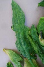 Gelbe Flecken und hell-, dunkelgrüne Scheckung sowie verschmälerte
Blätter an mit Gurkenmosaikvirus infiziertem Spinat.