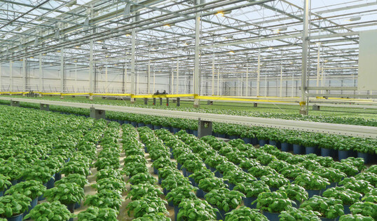 Trauermückenregulierung mit Gelbbändern in einem Gewächshaus.