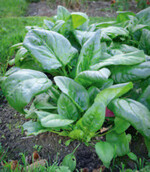 Spinat ‘Rheinischer Riese’.