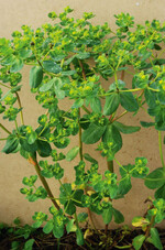 Eine blühende Sonnenwend-Wolfsmilch.