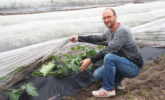 Patrick Schwienheer kultiviert Gemse fr den Bio-Grohandel, unter anderem Zucchini auf Dmmen unter Folie.