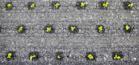 In frhen Kulturstadien kann mit Spot-Spraying eine groe Menge an Pflanzenschutzmitteln eingespart werden.