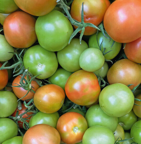 Vor allem der Tomatenanbau ist durch das Virus gefhrdet.