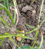 Das Erdmandelgras stellte ein Problem am Versuchsstandort dar. Das Abzupfen des Grüns reicht nicht aus, denn die unterirdisch ausgebildete Erdmandel bleibt.