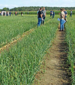 Aufgrund eines zu geringen Befallsdrucks waren keine Unterschiede zwischen den Behandlungsvarianten gegen Laubkrankheiten in den Sommerzwiebeln zu sehen.