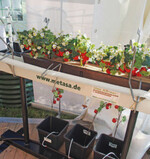 Tropfbewässerungsanlagen, wie hier bei Uwe Körner, erfreuen sich guter Nachfrage.