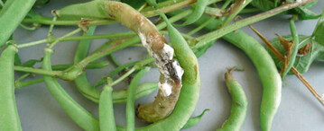 Weichfule und watteartiges weies Myzel an Hlsen von Buschbohnen durch
Sclerotinia sclerotiorum