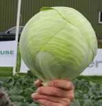 Dauerweißkohl
‘Zoltan’ zeigt
großes Potenzial.