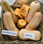 Die Butternuss-
Kürbisse
‘Barbara’ und
‘Ariel’ mit schöner
Innenfärbung