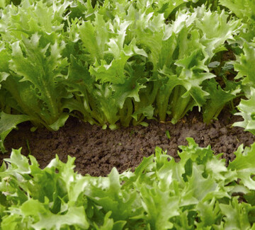 Babyleaf Crispita mit steiler Blattstellung
bringt gleichmige Lngen.