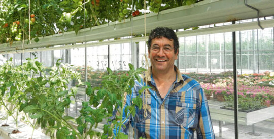 J�ngere und �ltere Tomatenpflanzen werden abwechselnd nebeneinander in
Rinnen kultiviert, zeigt Peet van Adrichem in seiner Demo-G�rtnerei.