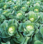 Für viele Gemüsekulturen, wie zum Beispiel den Kohl, gibt es nur noch wenige wirksame Pflanzenschutzmittel. Die Zahl an zugelassenen Insektiziden ist besonders gering.